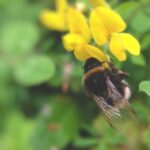Maximilian Zieseniß erklärt Wichtigkeit von Bienen in Ökosystemen