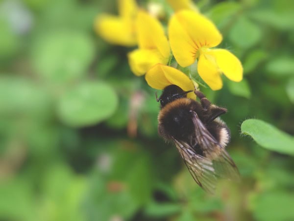 Maximilian Zieseniß erklärt Wichtigkeit von Bienen in Ökosystemen